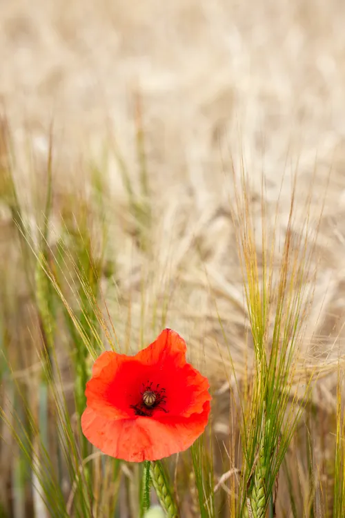 Poppy wheat This image, taken in the early afternoon during the summer, features a close-up still life photograph of a vivid red poppy growing among wheat plants. The scene is located in Derbyshire, England, United Kingdom, and highlights the characteristic wildflowers and plants that are commonly found in this region. The poppies stand out against the golden wheat, capturing the vibrant colours typical of summer flowers in the English countryside. The photograph does not include any notable landmarks, focusing instead on the natural beauty of the poppy and surrounding plants that flourish in the rural landscapes of Derbyshire.